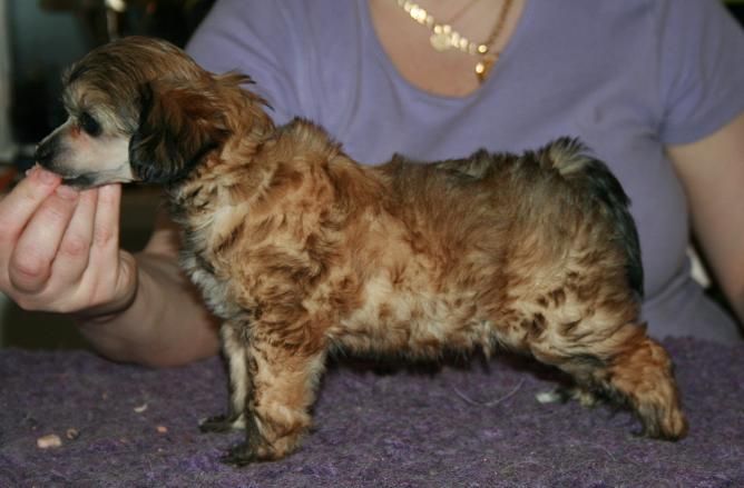 Absolute Magic's Everest Enzo