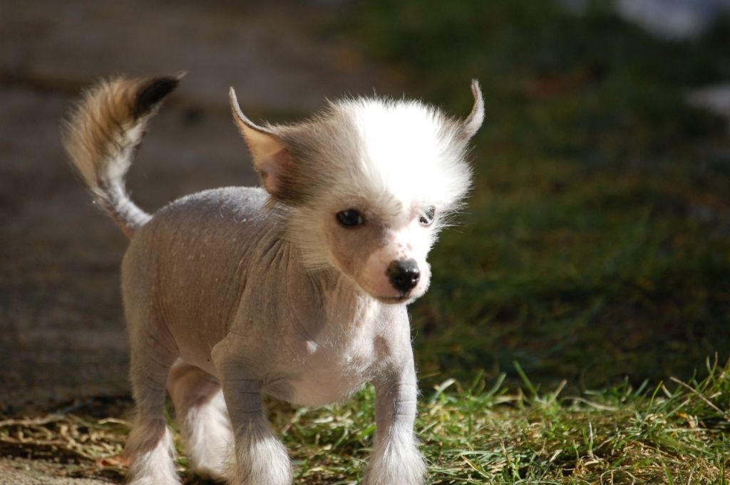 Babarella's Agent Cooper