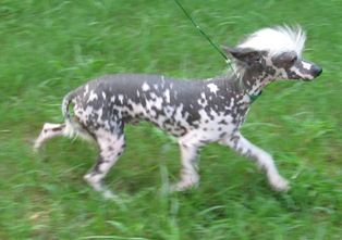 Get in the Ring at Ozark Cavern