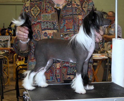 M.t.o. La Reina Del Baile