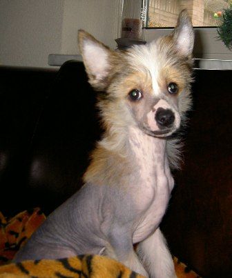 Crazy Comet of Gizzy's Home