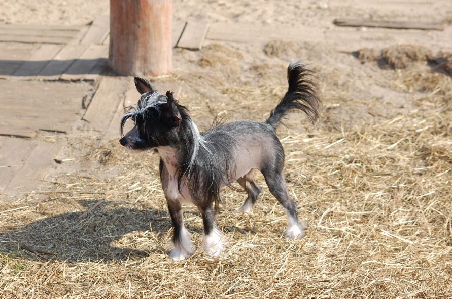 Tanganica Sub-O-Divo