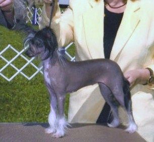 Evergreen Take A Chance On Me Of Tamarlane