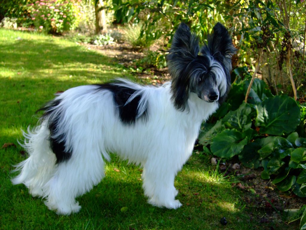 Tippytoes Le Flirteur