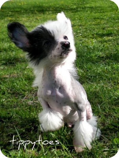 Tippytoes Petit Amoureux