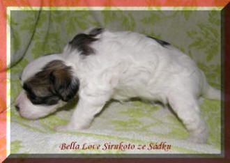 Bella Love Sirukoto ze Sádku