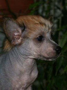 Ksolo Club Ullis Splendid