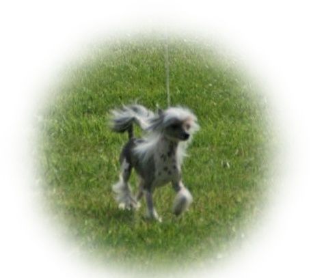 Retniw's Dare to be Charming