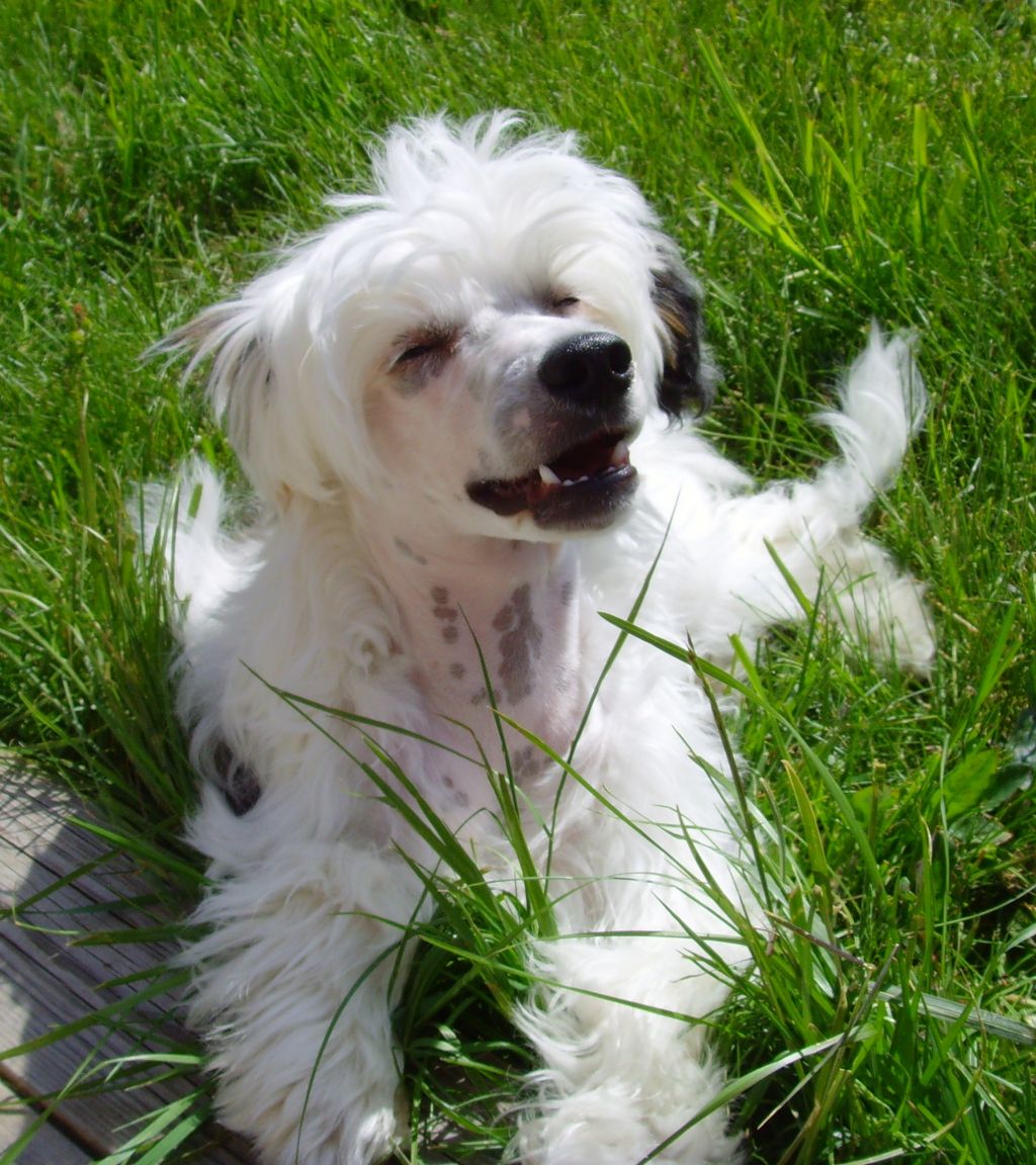 Sørås-Siden's Coco Nut