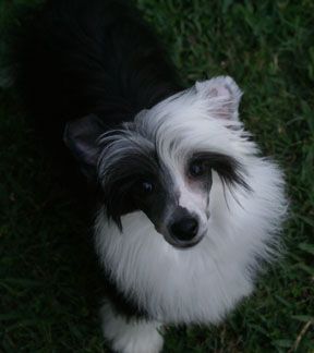 Baldpark's Good Golly Miss Molly