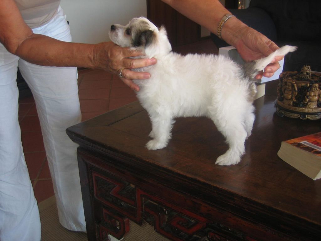 Wumao Dog Day Afternoon