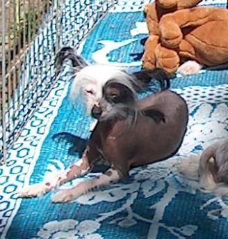 Leanonme's Betty Boo