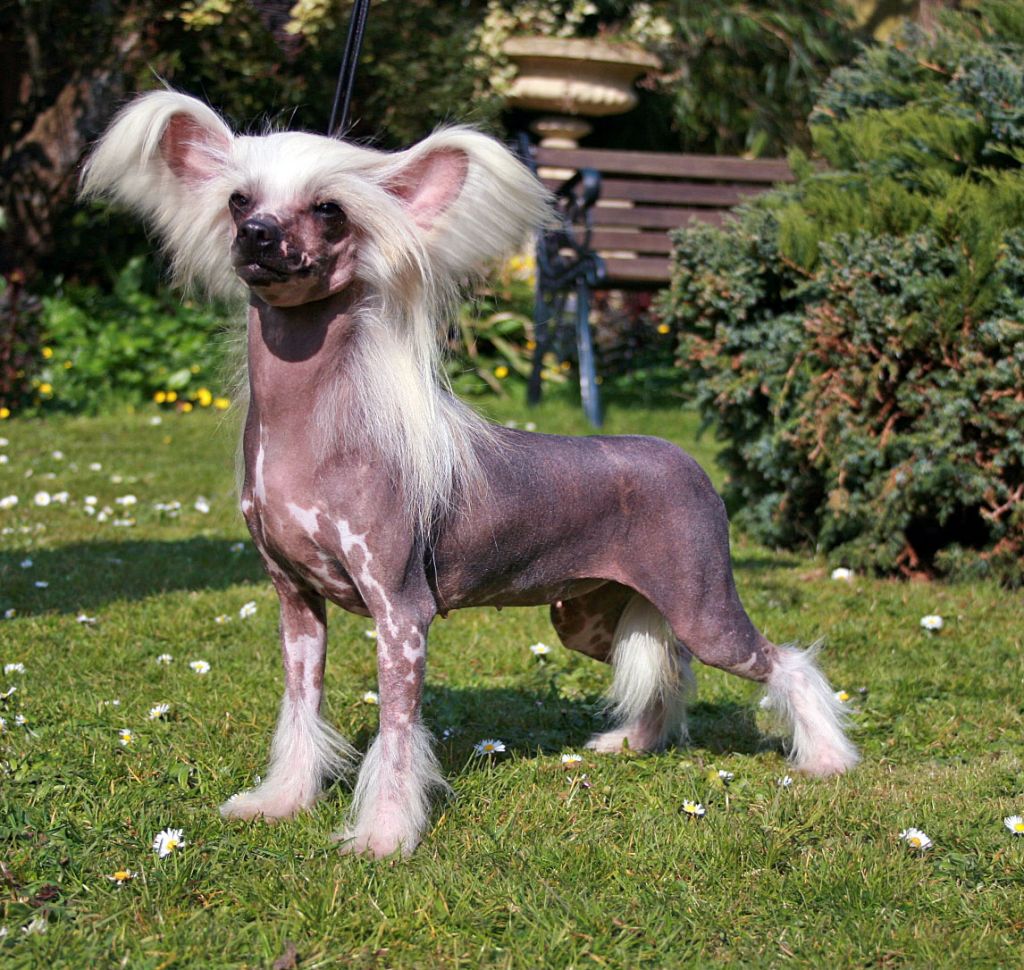 Utopiangold You've Been Told By Vanitonia