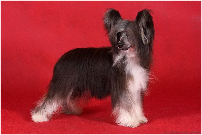 Dogland Happy Shtefani