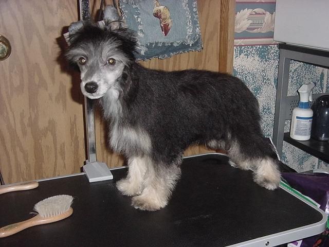 Lesmars Hiding In The Shadows