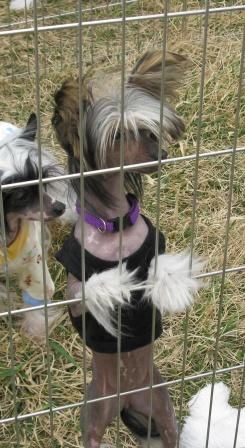 Juvani's Molly, Like The Pirate