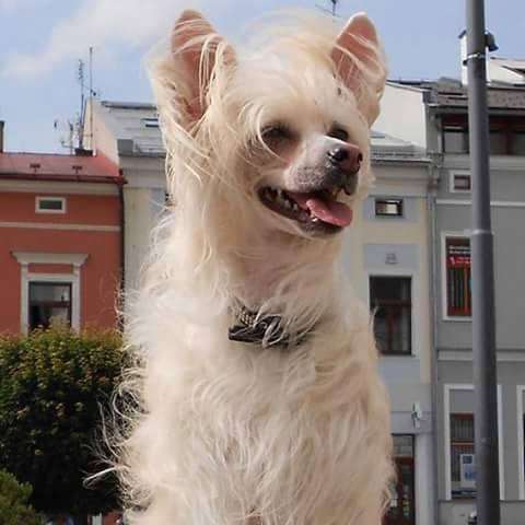 Angelika La Perla Chinese Butterfly