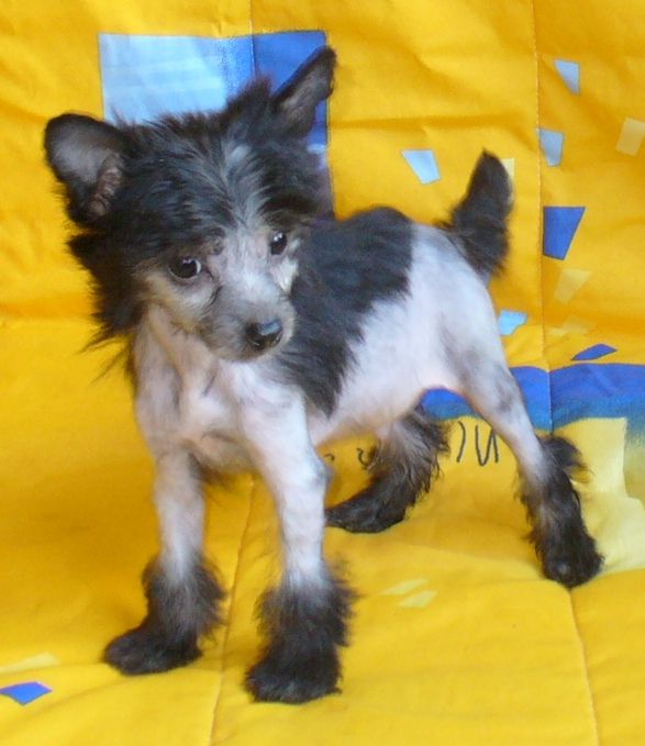 Nimbo Armonia di Colori