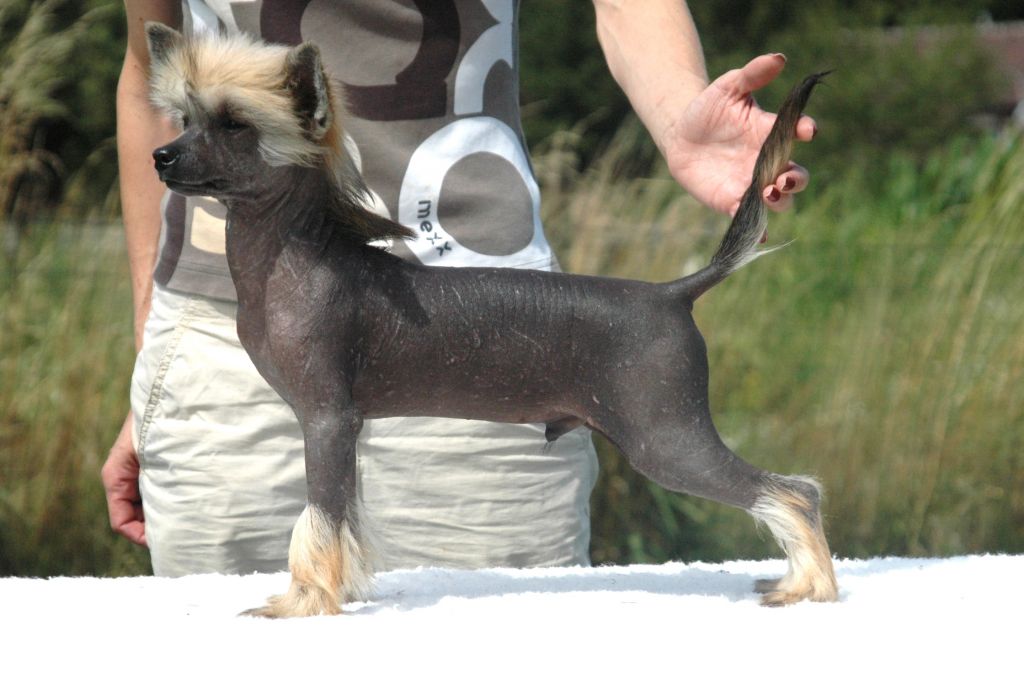 Idefix Little Champs