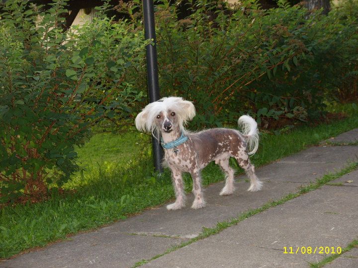 Lady's Trick Firecracker