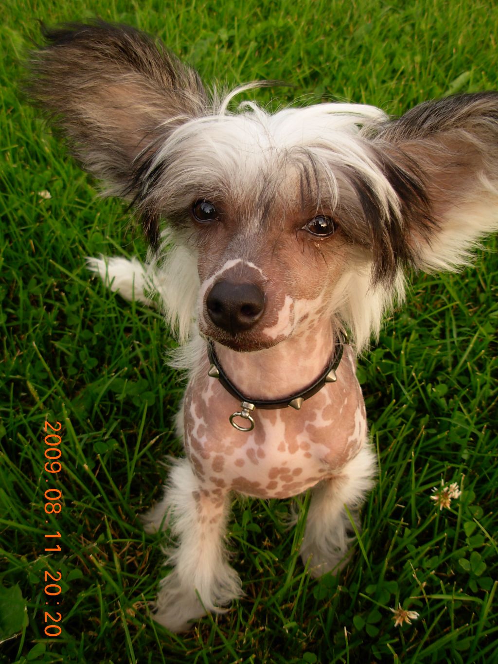 Acierto's Hair or No Hair