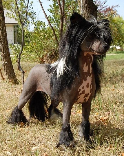 Crestyle Only Seein Tail Lites