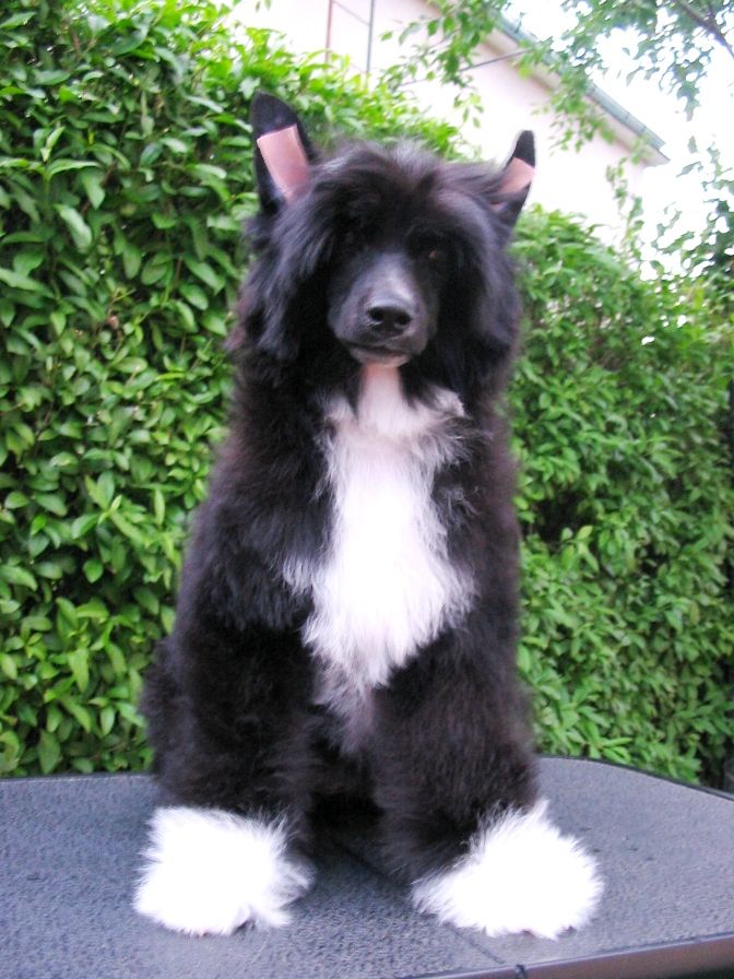 Ripley Galus Pastoral