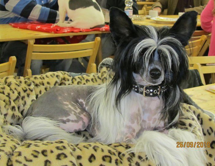 Ravenna Galus Pastoral