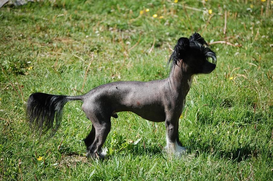 Pinky Twinky Furless Fool