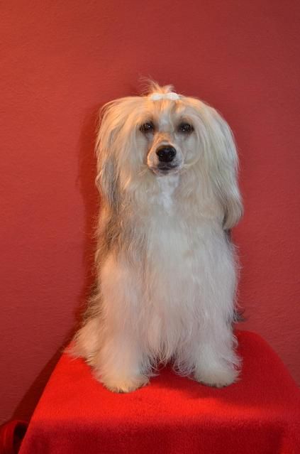 Snoopy z Jasne hvezdy