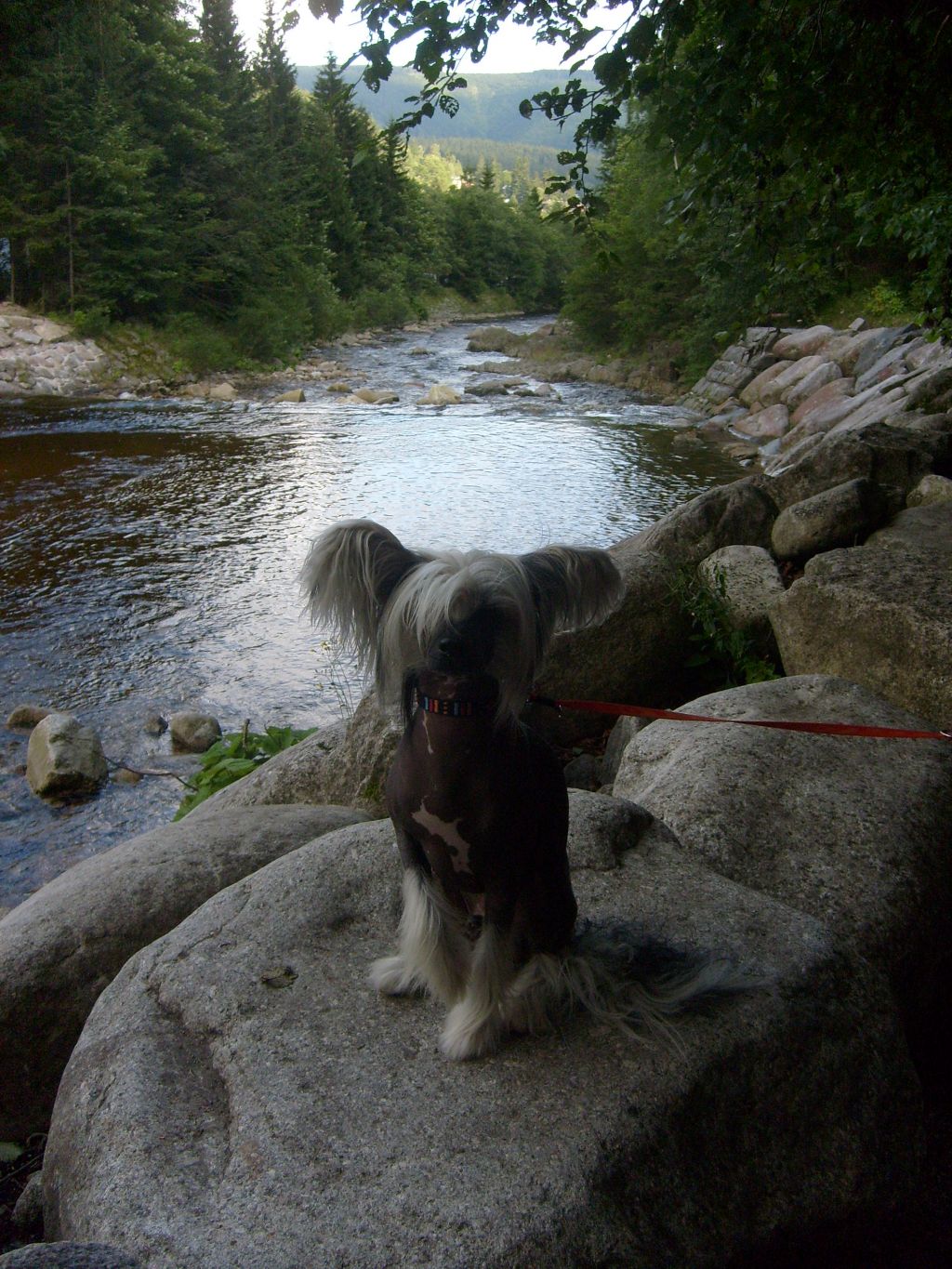 Barton Questa From Butterfly Shrub