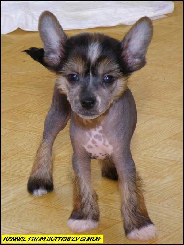 Baron Brewski From Butterfly Shrub