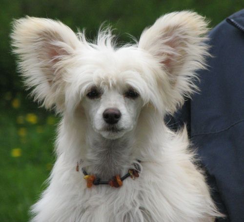 Lohamras Jetset Princess Goldilocks