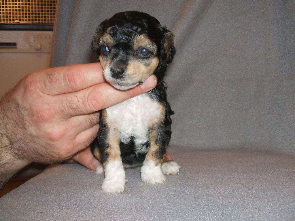 Zaffe's Please Carmen