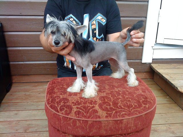 Zaffe's Prima Carolina