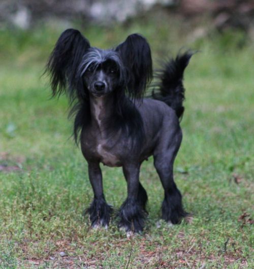 Lohamras Ice Crystal