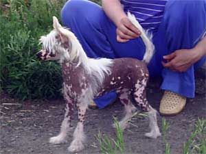 Nezhny Angel Zhan' Hua