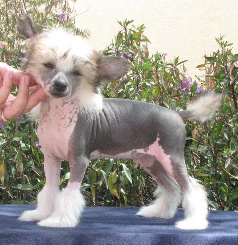 Crest-Vue's Smith&Wessons LockedN Loaded