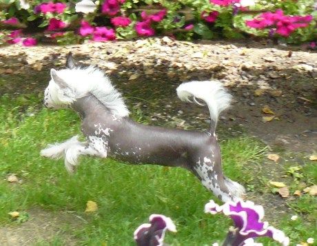 Indian Jody Top Model De Rama