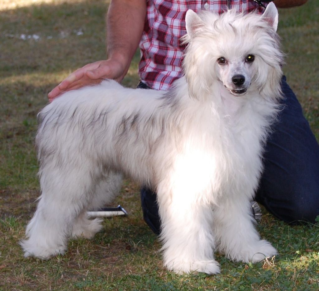 Taijan Dreamer Sugardaddy