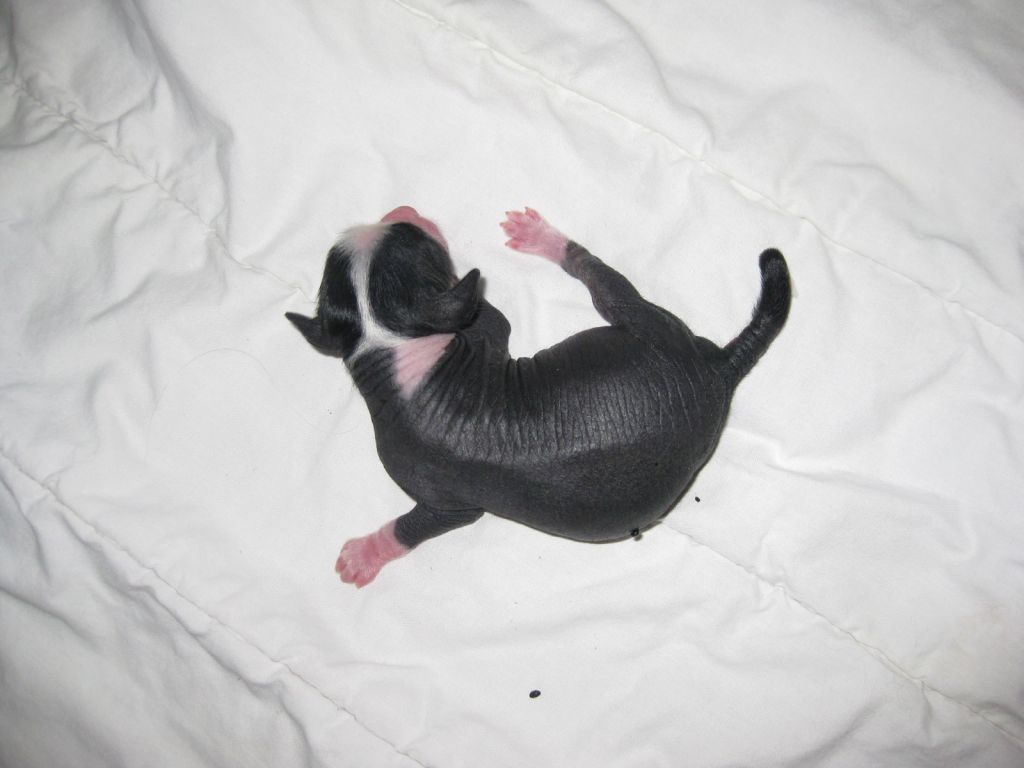 Magic'N Mystic Jolly Playmate