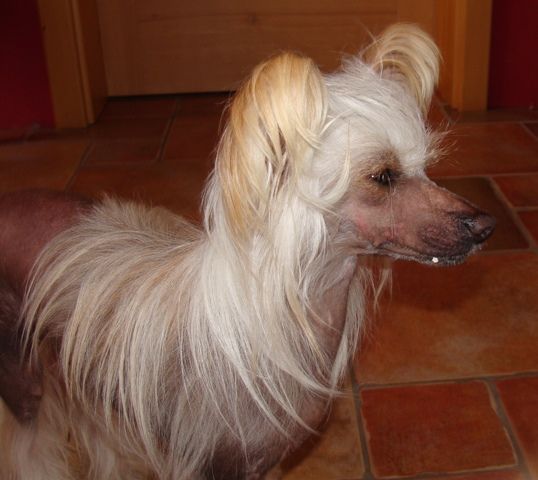 Dorothy Magická Noc