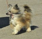 Pudervippans Svarte Petter