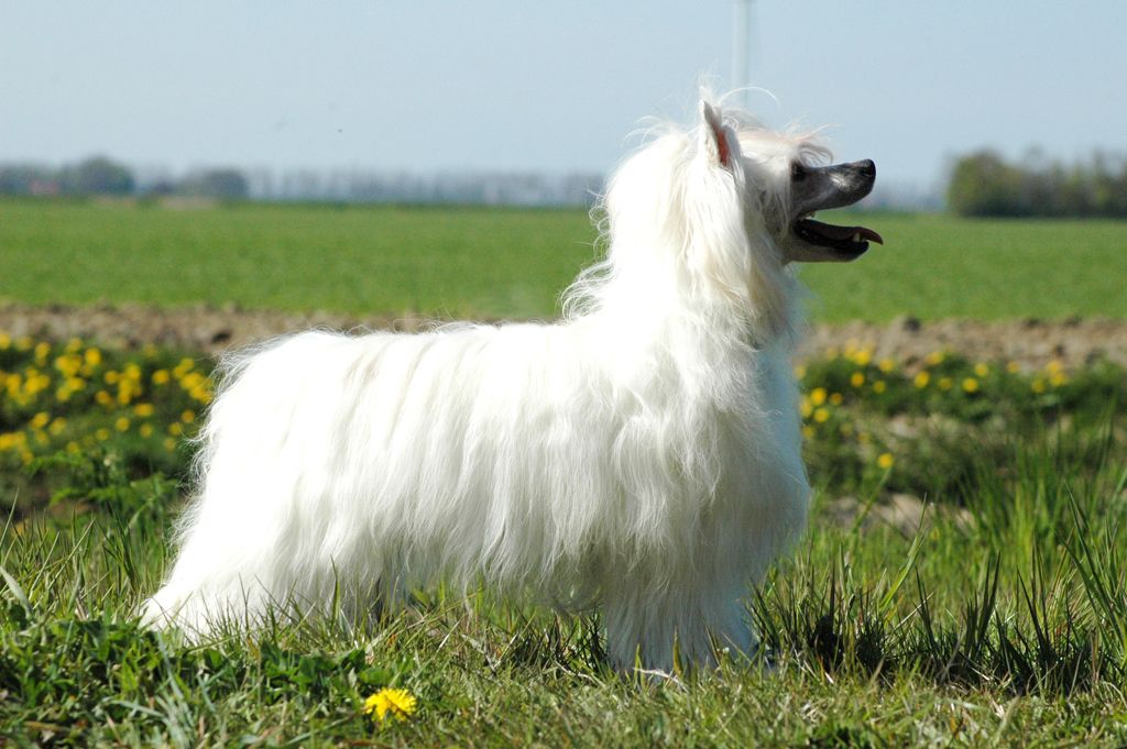 Taijan Dreamer Soulmate