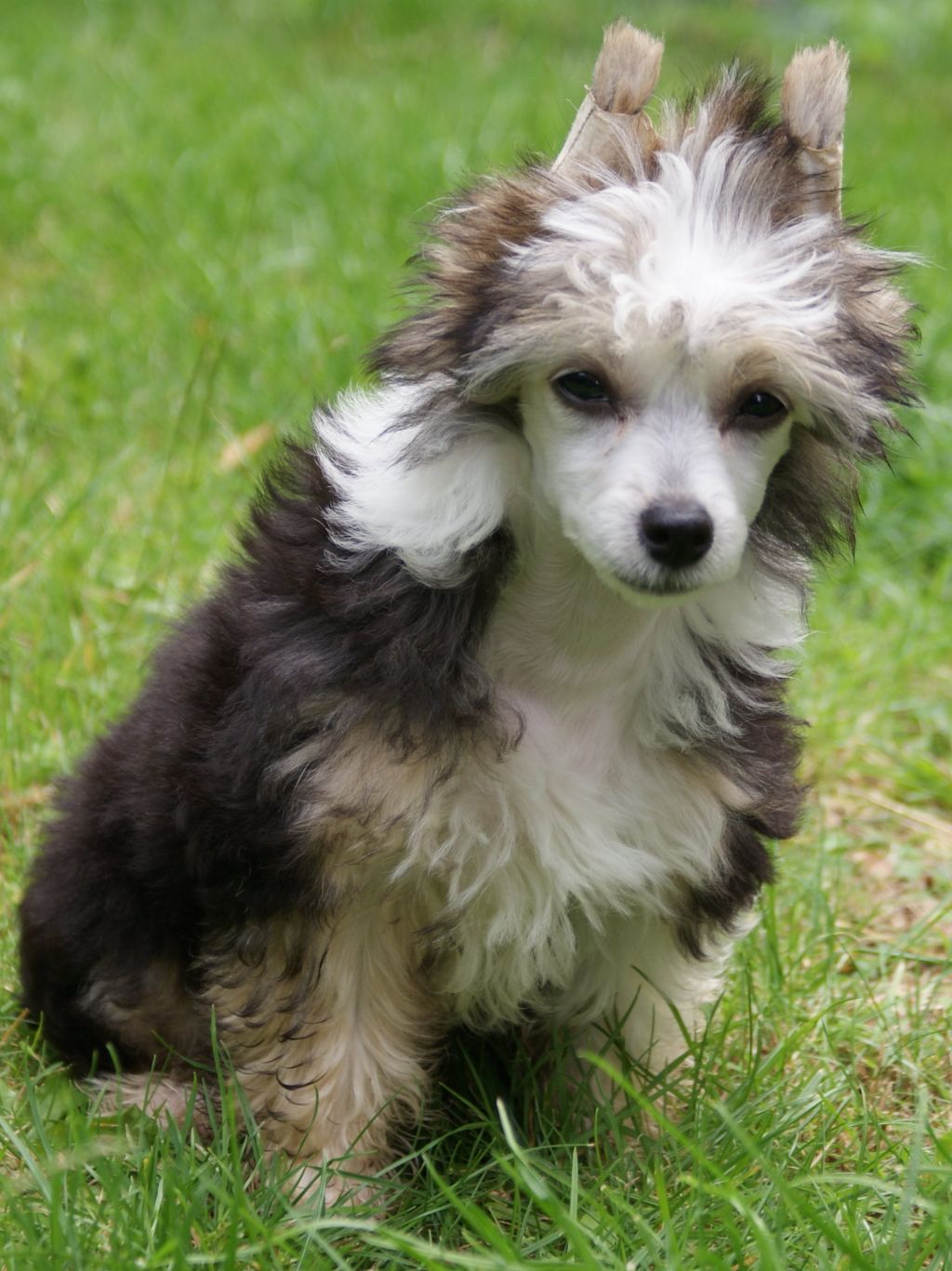 Cuckoo town's Dark Galaxy