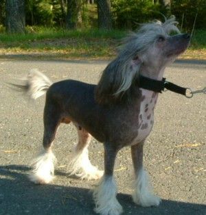 Chinetta's Cojak By Passion