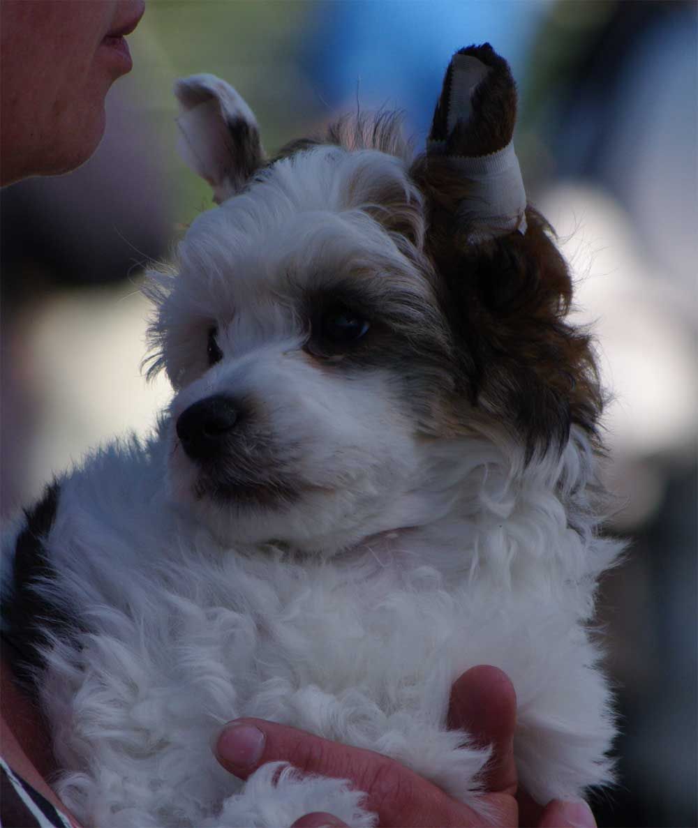 Biscuit Love Piaulau-Gou