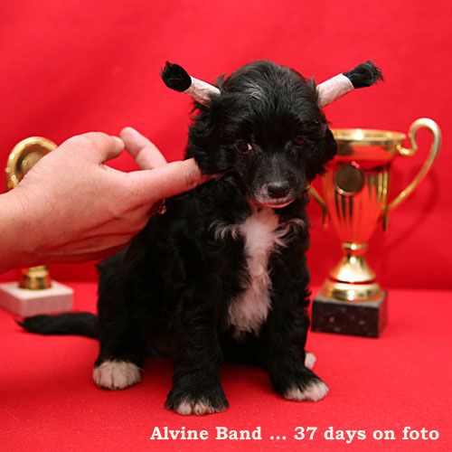 Alvine Band Aristocrat