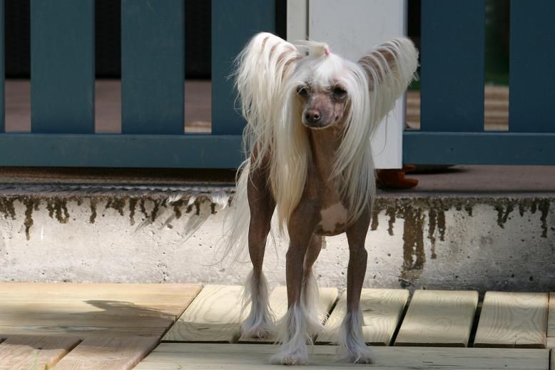 Pudervippans Snuffa Snövit