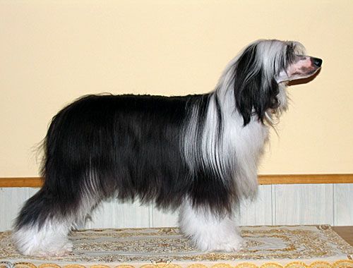 Alvine Band Jasmina Unit